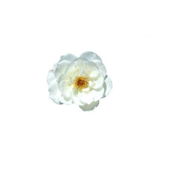 AKARZ Camellia Flower Essential Oil Moisturize, Hydrated Fade Skin Body Massage Care Camellia Flower Oil