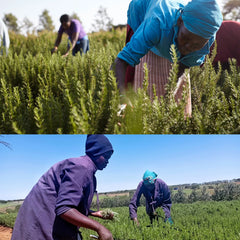 Rosemary Oil Comes From the Equator of North Africa and Has Its Own Energy