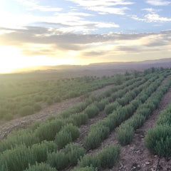 Rosemary Oil Comes From the Equator of North Africa and Has Its Own Energy