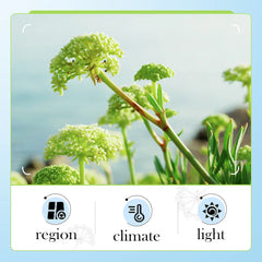 Sea Fennel Hyaluronic Acid Face Mask Firming Moisturizing Nourishing Facial Sheet Mask Face Masks for Skin Care